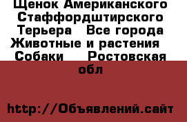 Щенок Американского Стаффордштирского Терьера - Все города Животные и растения » Собаки   . Ростовская обл.